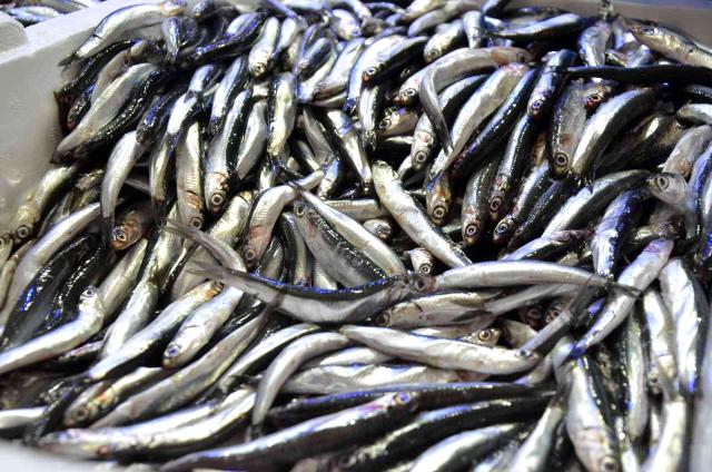 KAR HAMSİYİ BEREKETLENDİRDİ