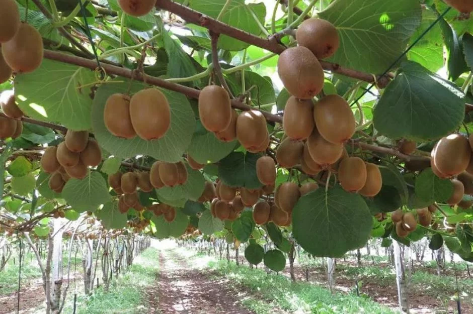 2024 KİVİ ALIM FİYATI AÇIKLANDI!