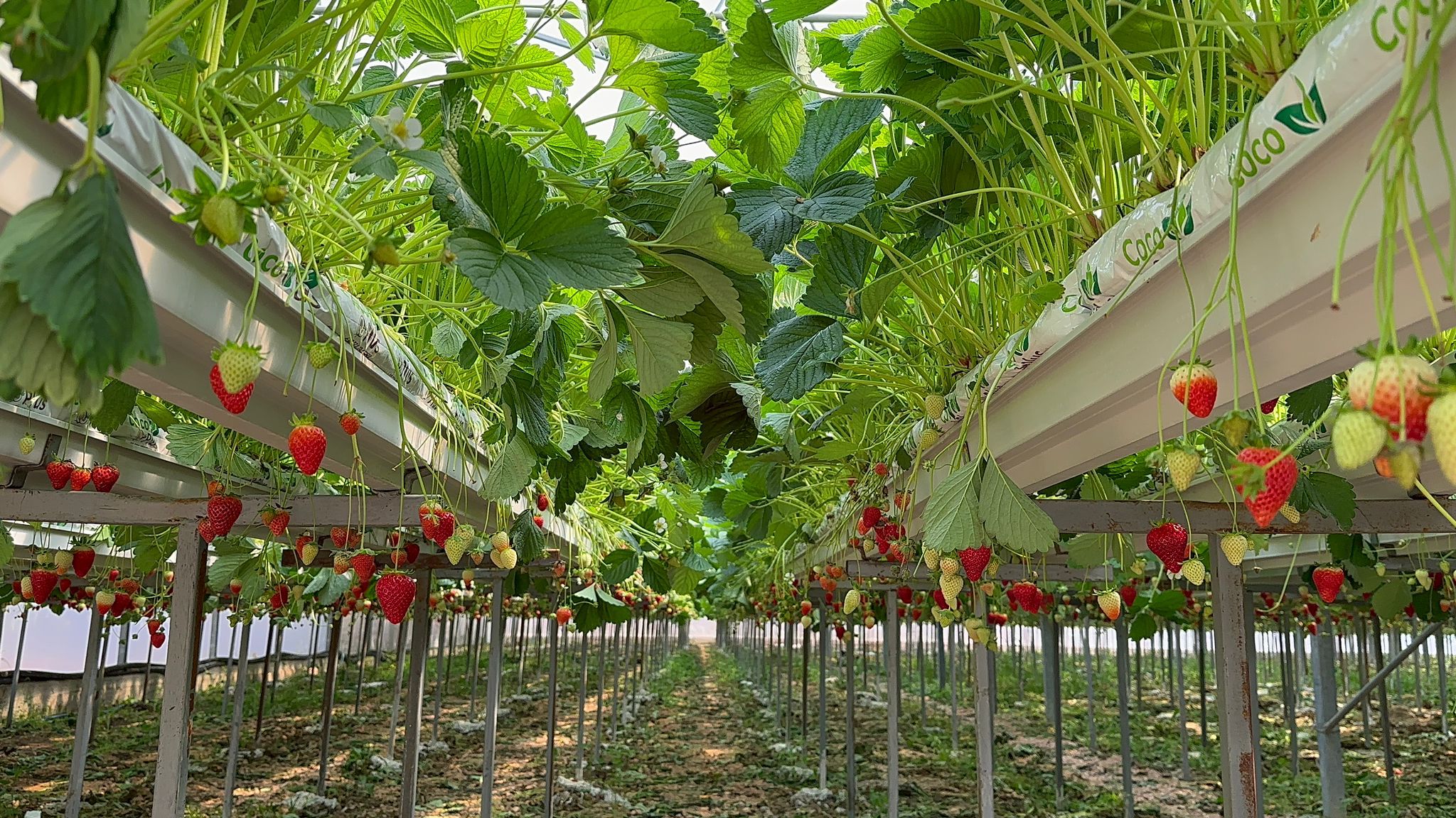 FATSA'DA TOPRAKSIZ TARIM | Ordu Enerji Haber