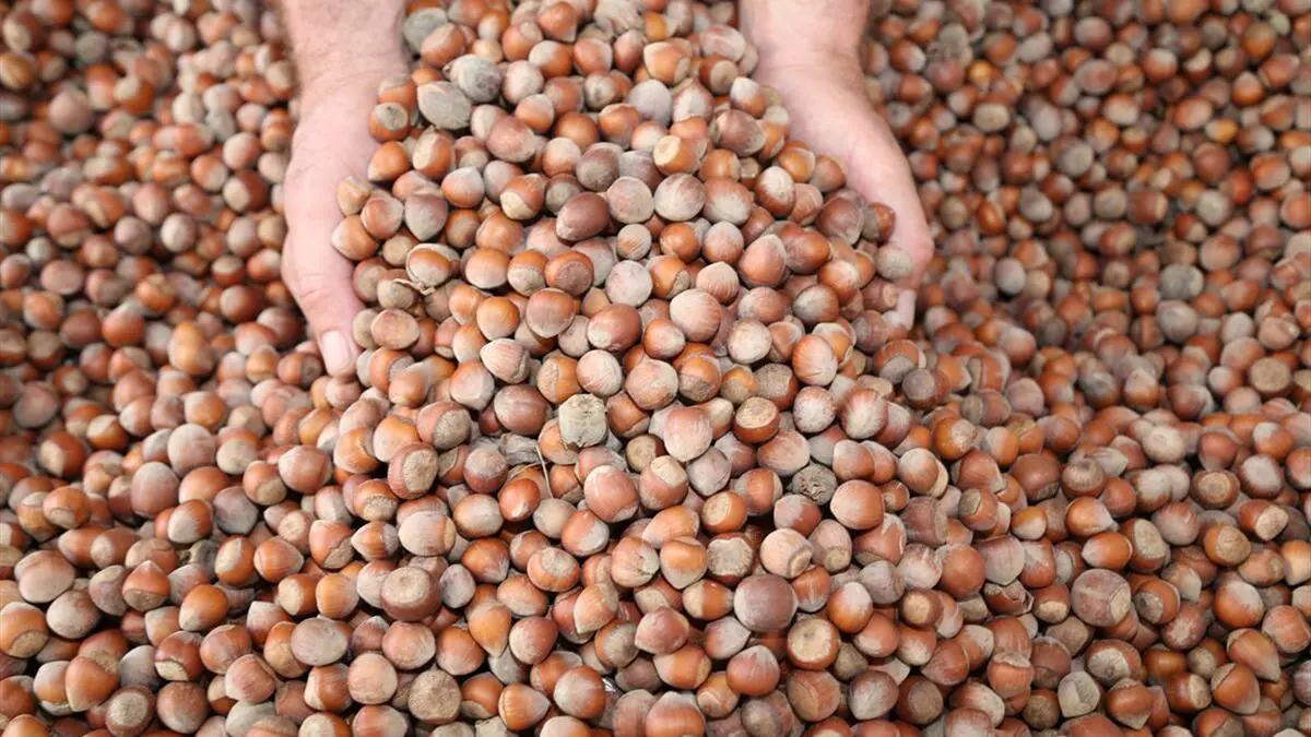 FİSKOBİRLİK 21 AĞUSTOS’TA FINDIK ALIMINA BAŞLIYOR