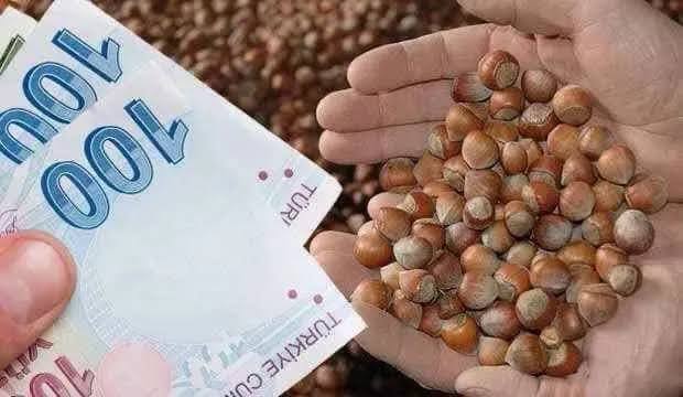 FINDIK ALAN BAZLI DESTEK ÖDEMELERİ AÇIKLANDI