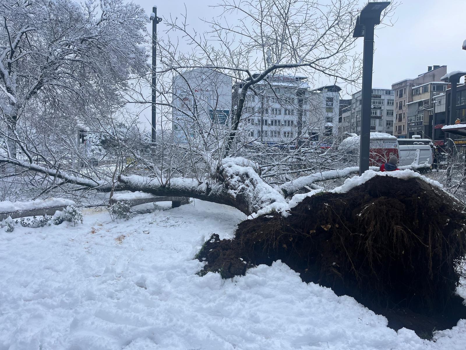 ORDU’DA ŞİDDETLİ KAR, AĞAÇLARA ZARAR VERDİ