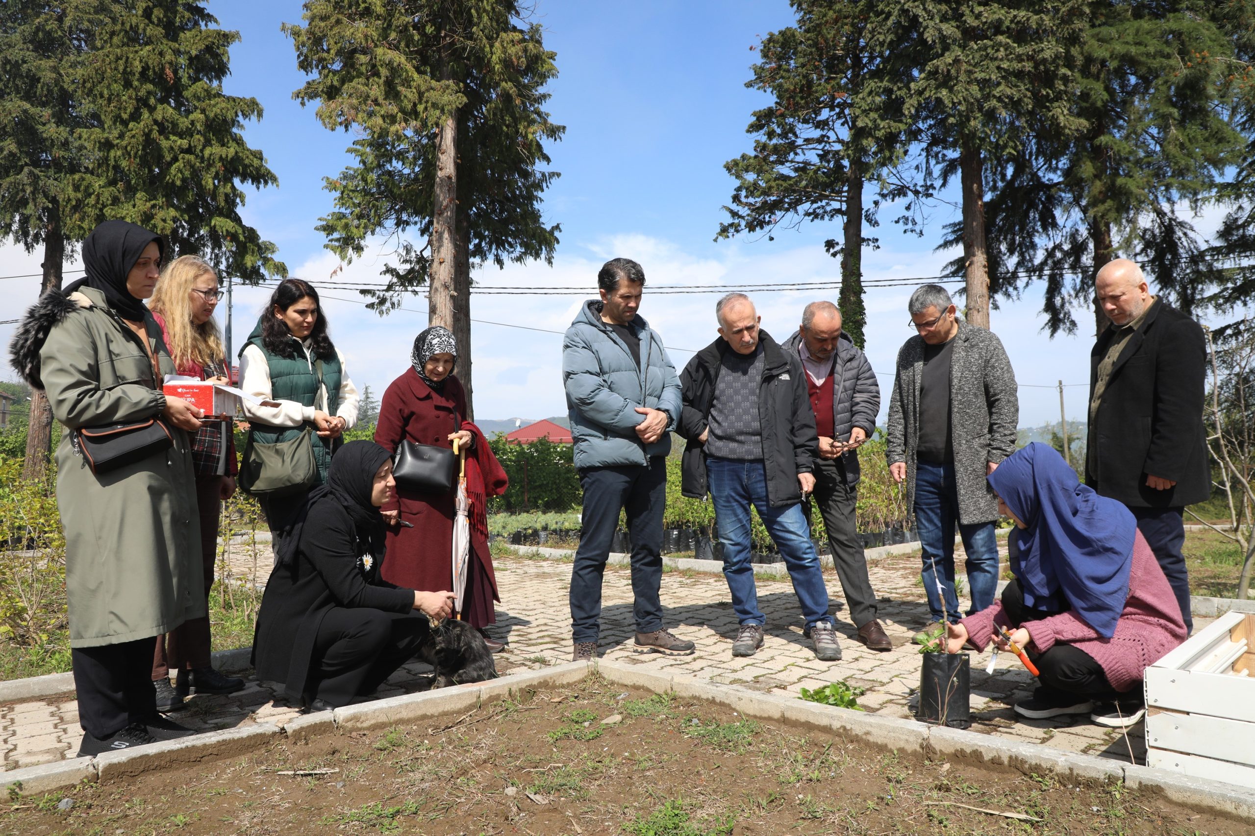 ORDU’NUN MEYVE AĞAÇLARI PROFESYONEL ELLERDE AŞILANACAK