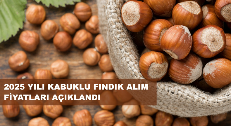 TMO FINDIK FİYATINI AÇIKLADI!