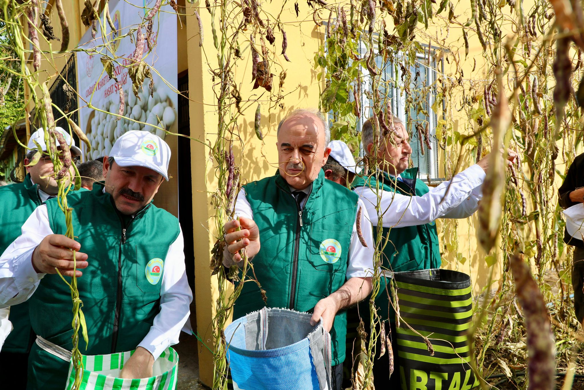 Akkuş Şeker Fasulyesi Hasat Töreni Gerçekleştirildi