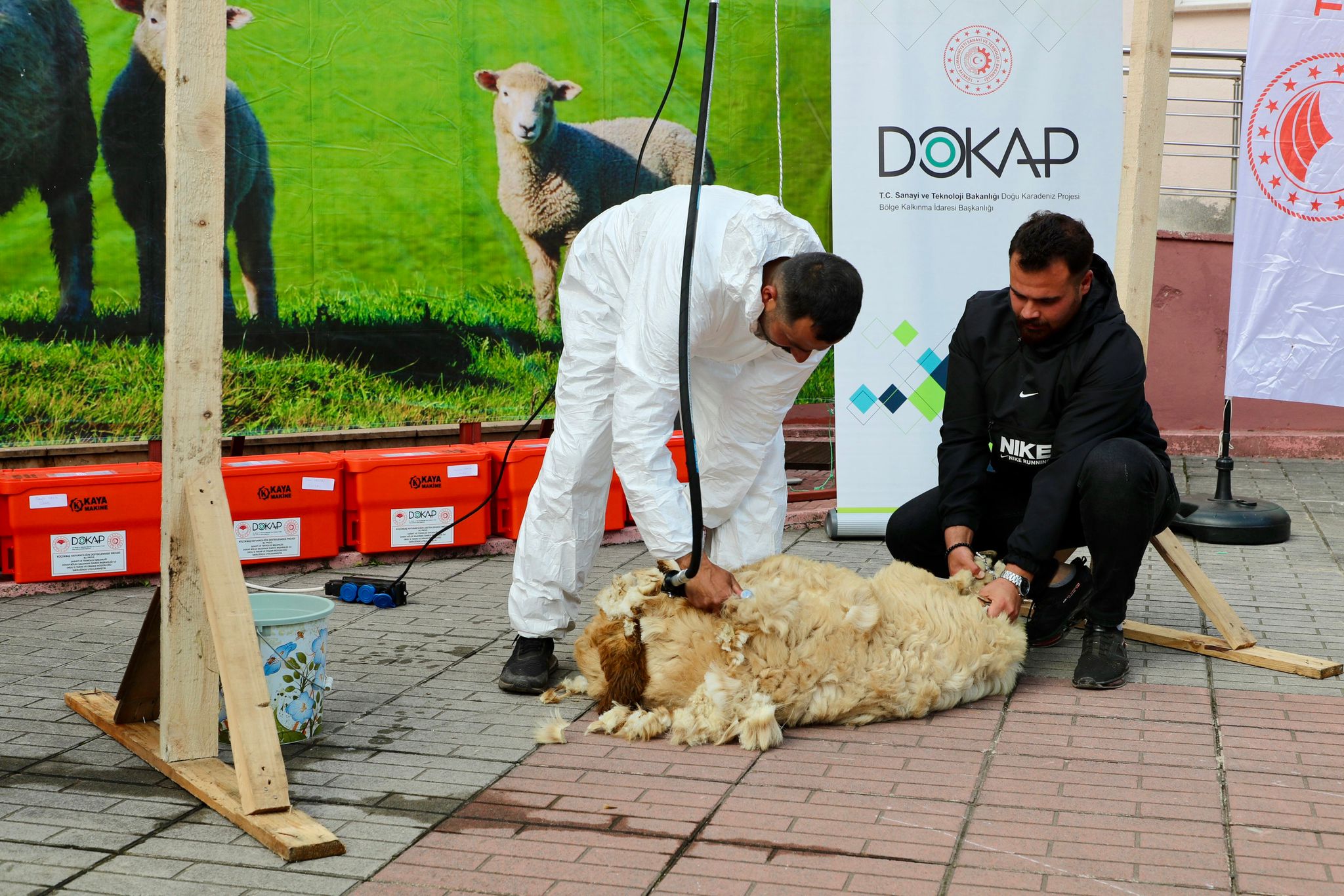 Koyun Yetiştiricilerine Şaftlı Kırkım Makinesi Dağıtımı Yapıldı