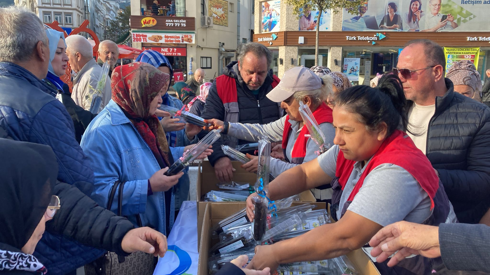 BÜYÜKŞEHİR ALTINORDU-ÜNYE VE FATSA İLÇELERİNDE LAVANTA VE ATLAS SEDİRİ FİDANI DAĞITTI