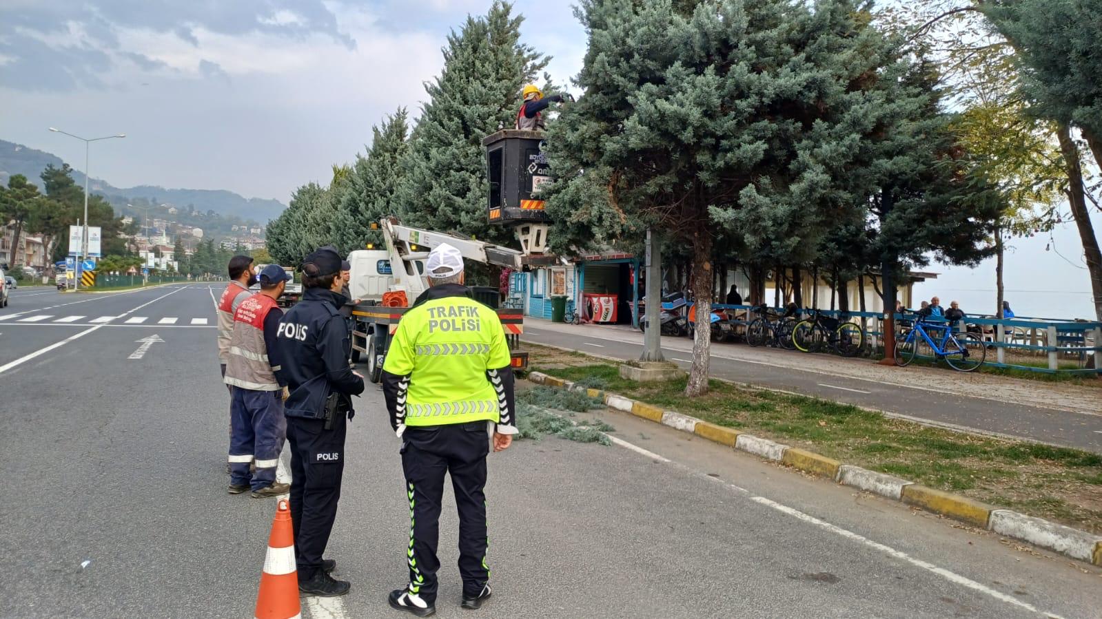 BUDAMA ÇALIŞMASI AĞAÇLARIN SAĞLIKLI BÜYÜMESİNİ SAĞLAYACAK